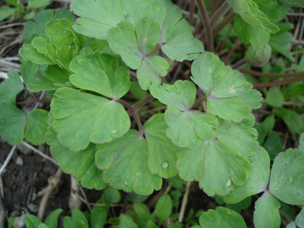 Изображение особи род Aquilegia.