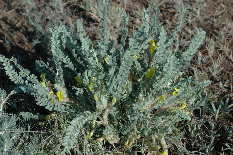 Изображение особи Astragalus lanuginosus.