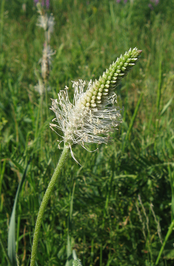 Image of Plantago urvillei specimen.