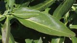 Lepidium latifolium