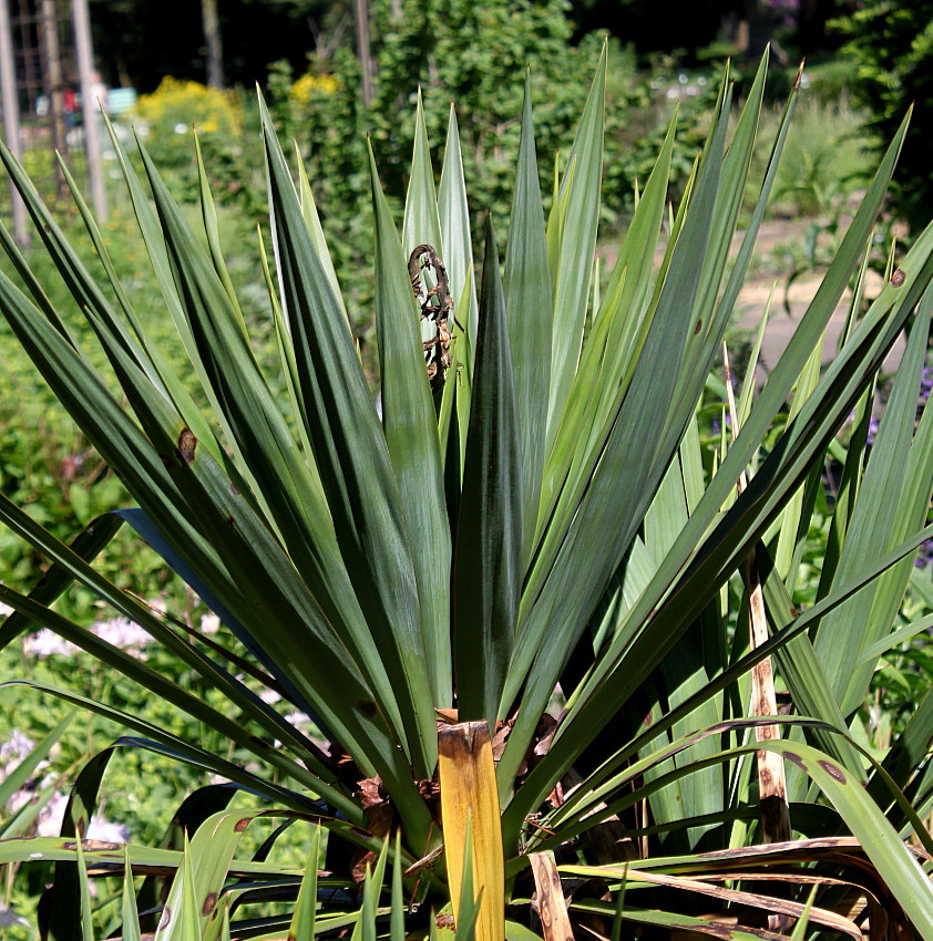 Image of genus Yucca specimen.