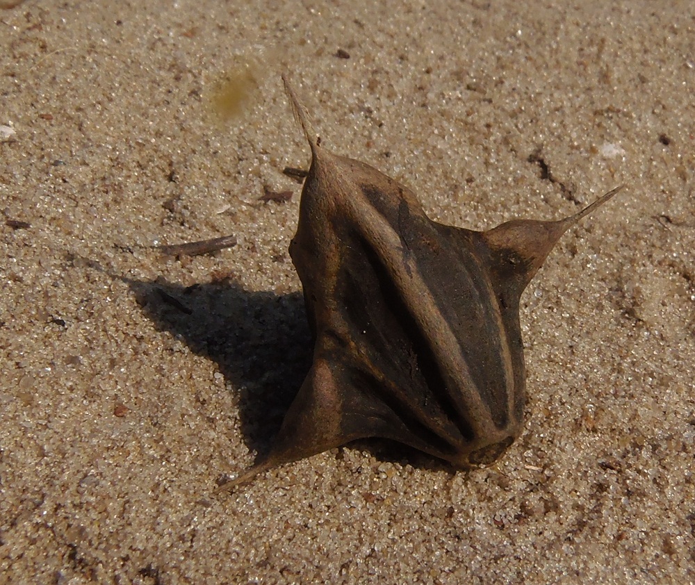 Image of Trapa borysthenica specimen.