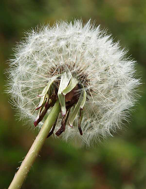 Image of Taraxacum officinale specimen.