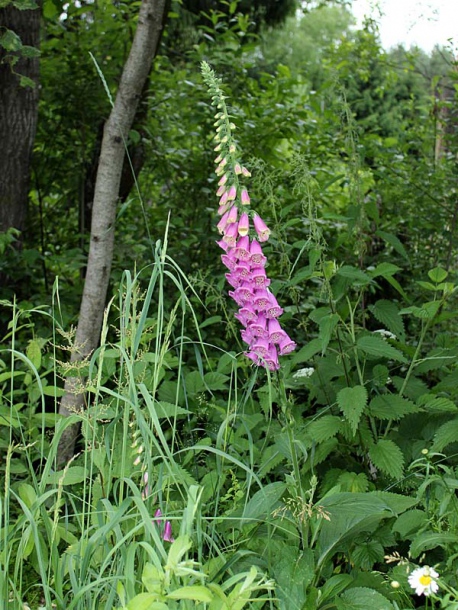 Image of Digitalis purpurea specimen.