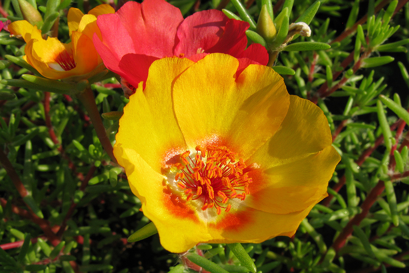 Image of Portulaca grandiflora specimen.