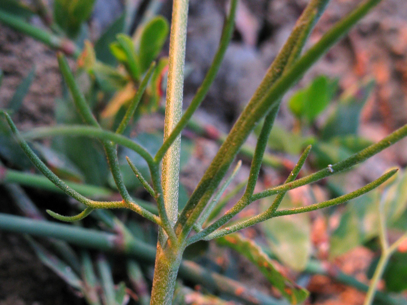 Image of Delphinium paniculatum specimen.