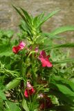 Impatiens balsamina. Цветущее растение. Крым, Симферополь, р. Славянка. 2 августа 2013 г.