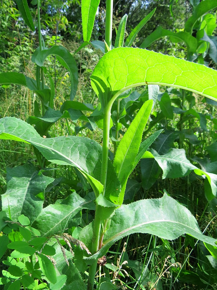 Image of Sonchus arvensis ssp. uliginosus specimen.