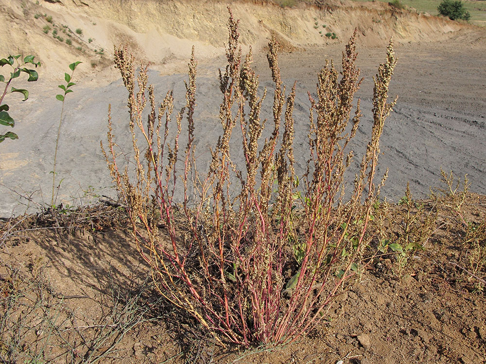 Image of Chenopodium album specimen.