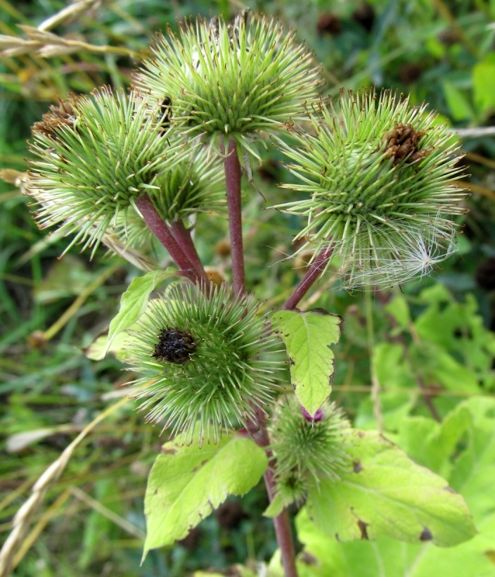 Изображение особи Arctium lappa.