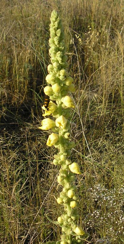 Изображение особи Verbascum densiflorum.