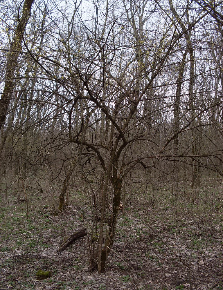 Изображение особи Cornus mas.