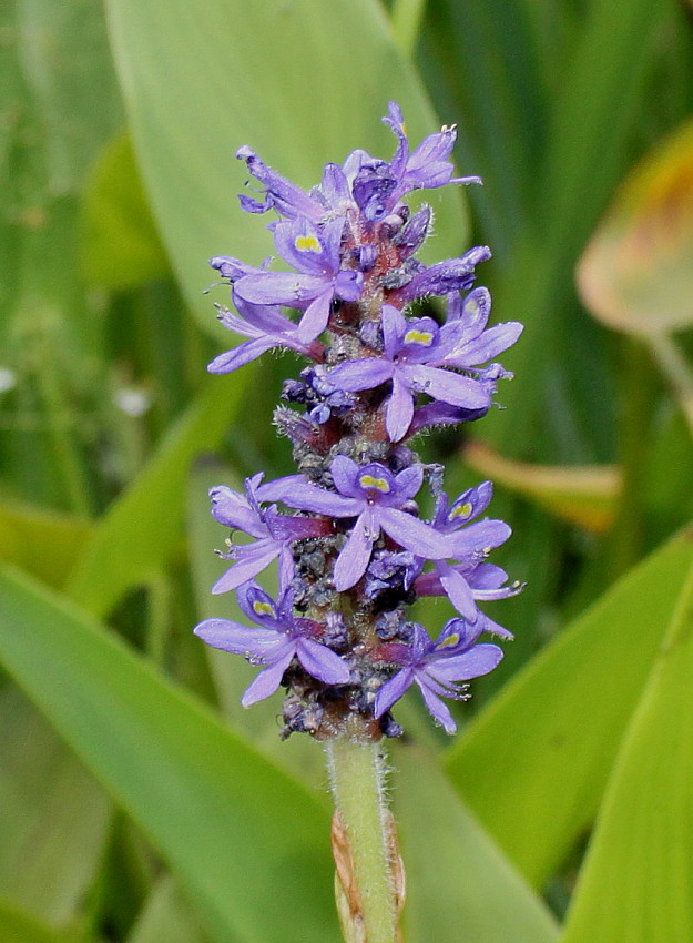 Image of Pontederia cordata specimen.