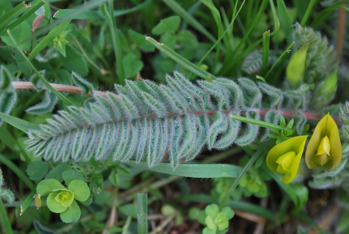 Изображение особи Astragalus atrovinosus.