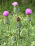 Cirsium vulgare. Верхушка цветущего растения. Восточный Казахстан, Глубоковский р-н, окр. с. Бобровка, луг. 31.07.2012.