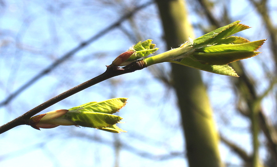 Image of Amelanchier laevis specimen.