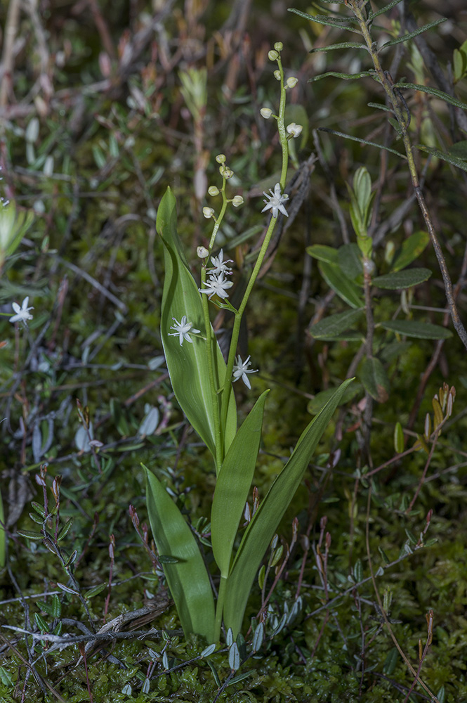 Image of Smilacina trifolia specimen.