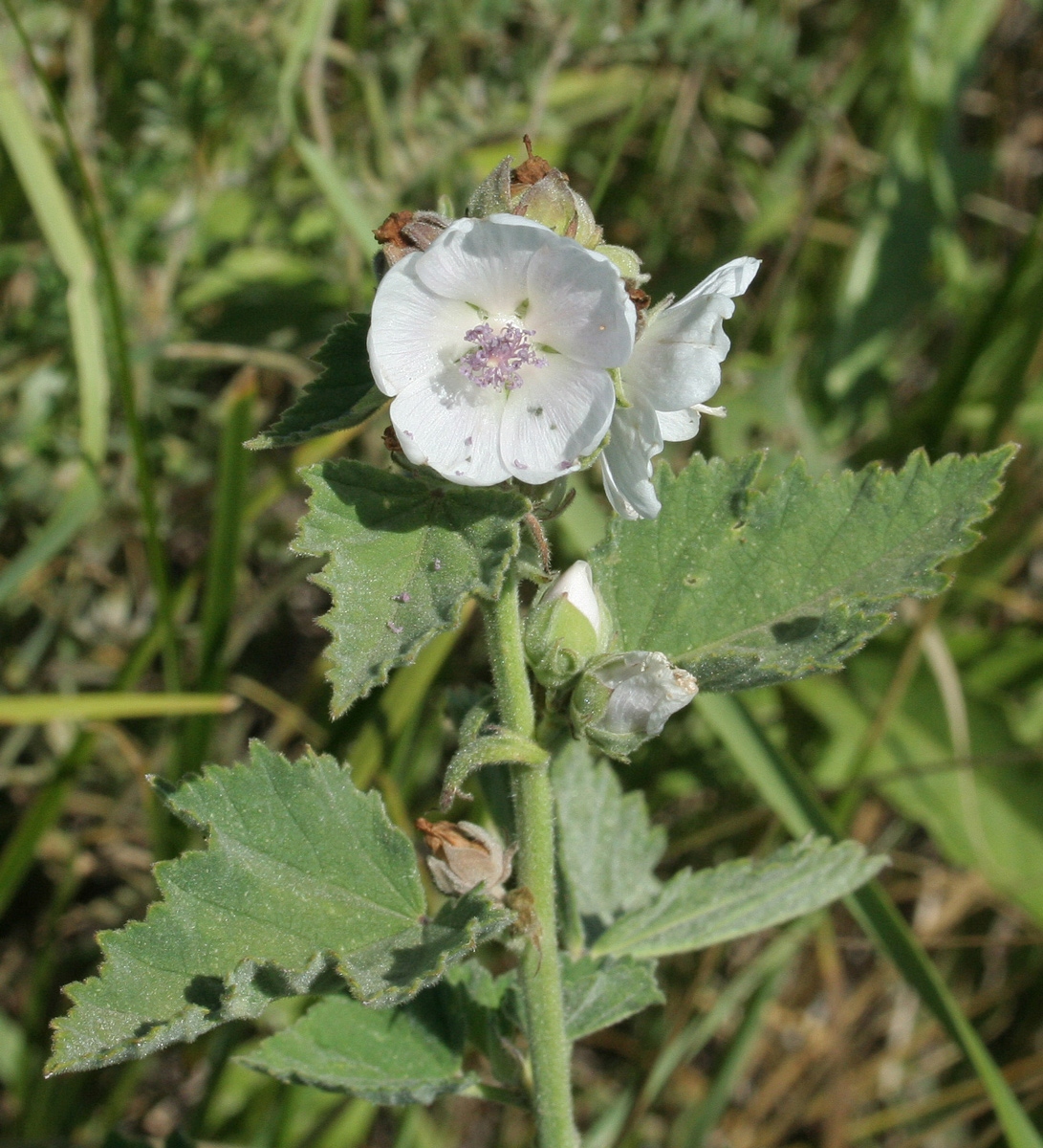 Image of Althaea officinalis specimen.