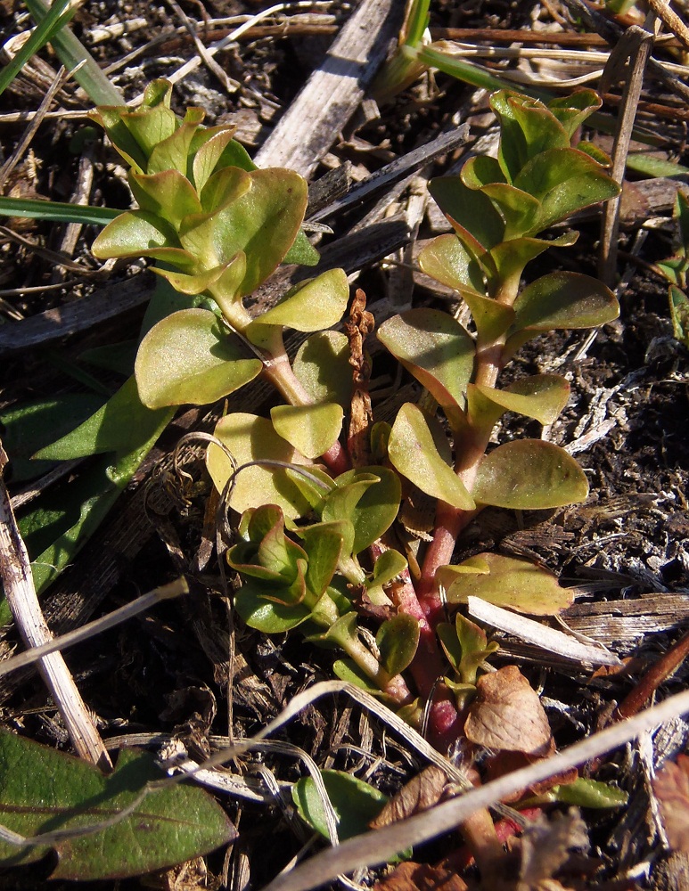 Изображение особи Lysimachia nummularia.