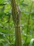 Heracleum sibiricum. Средняя часть стебля и основание листа. Мурманская обл., Североморский р-н, окр. пос. Росляково, обочина дороги. 09.07.2009.