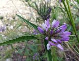 Psoralea bituminosa