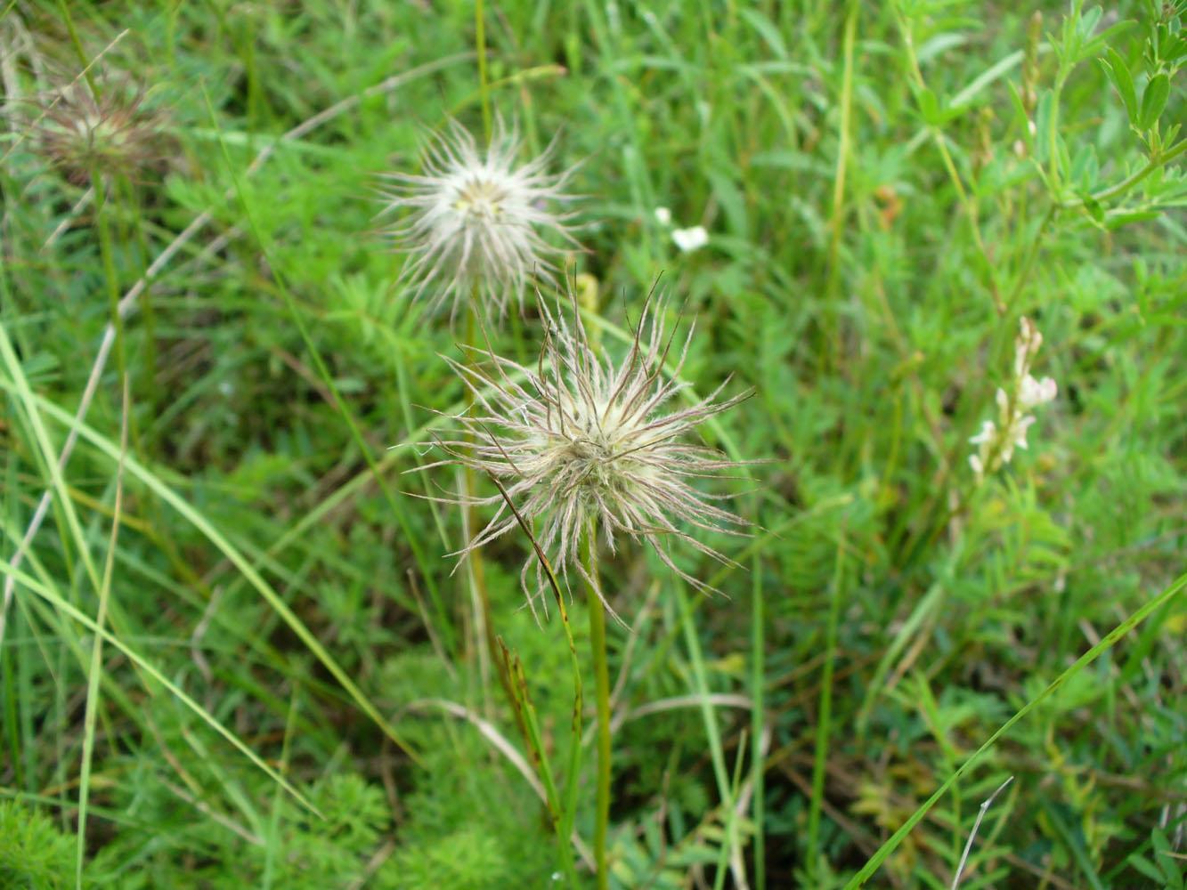 Изображение особи род Pulsatilla.