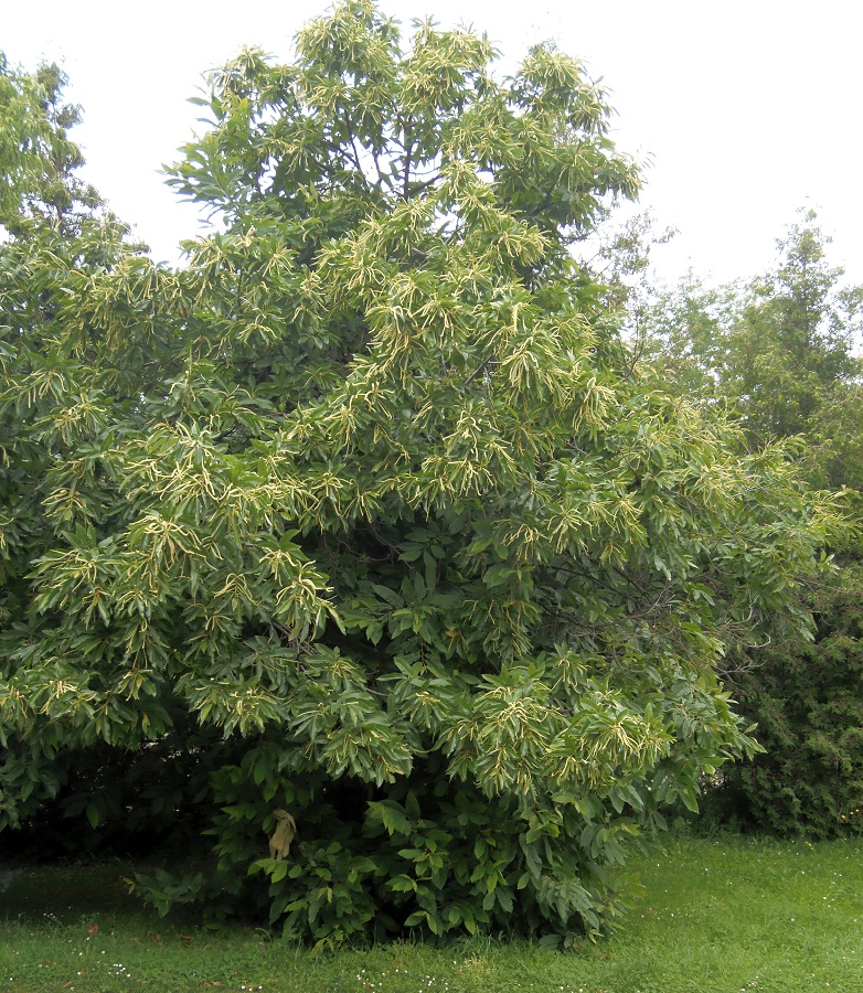 Image of Castanea sativa specimen.