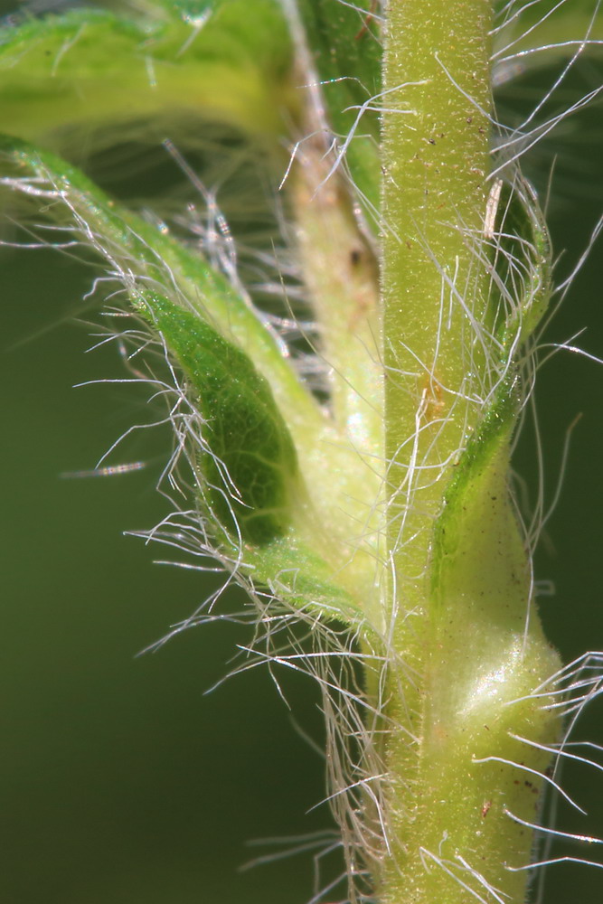 Изображение особи Potentilla leucotricha.