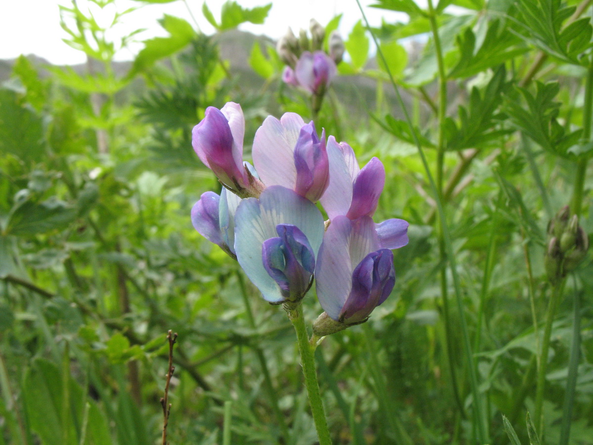 Image of Oxytropis talassica specimen.