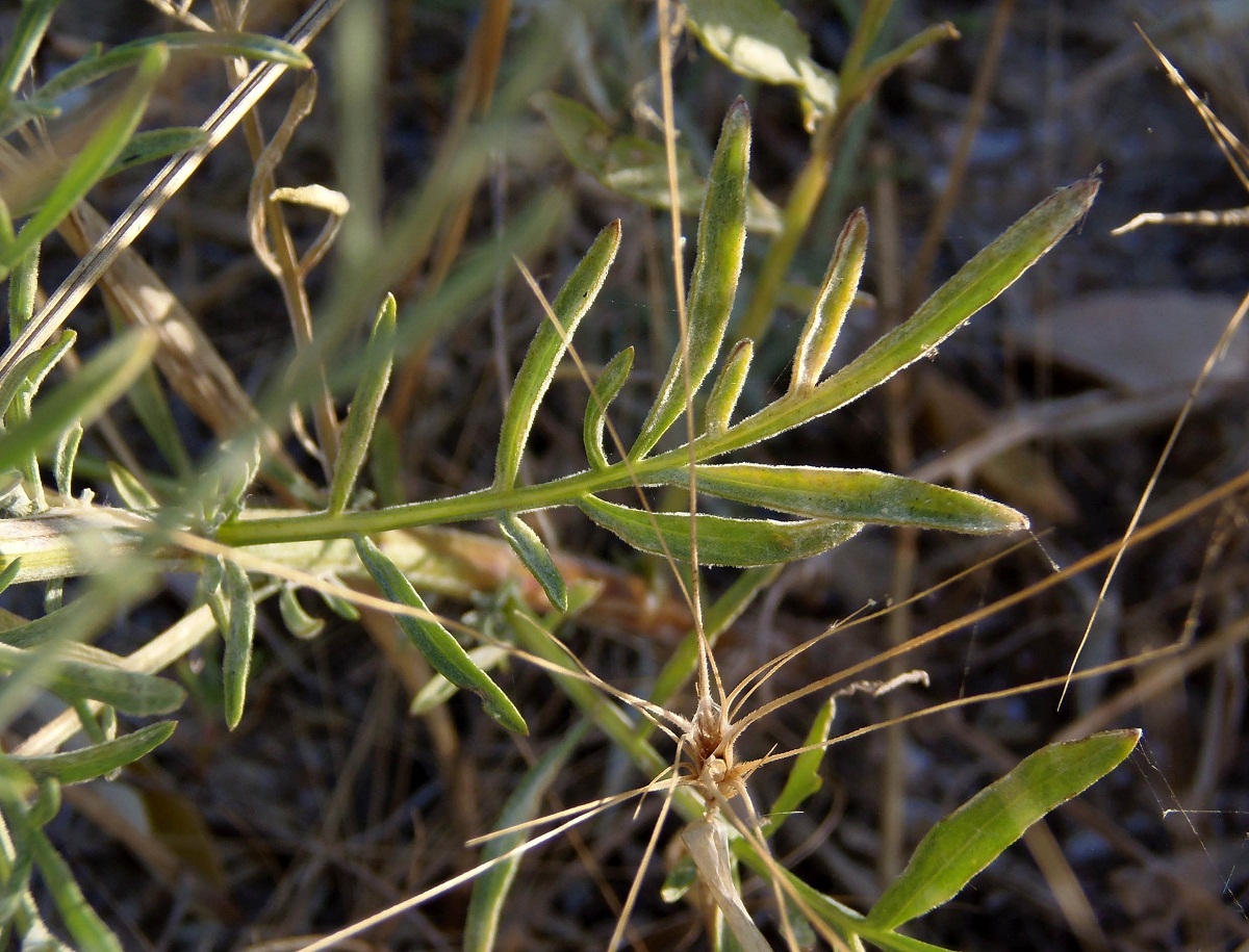 Image of Centaurea odessana specimen.