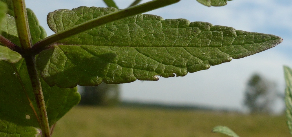 Image of Scutellaria galericulata specimen.