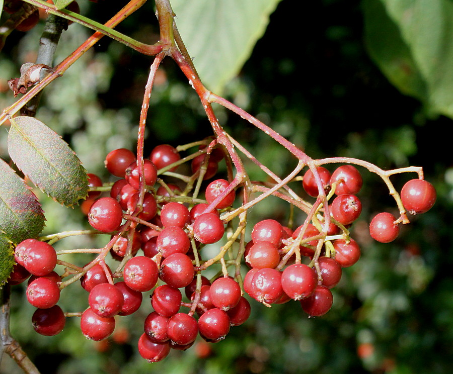 Image of genus Sorbus specimen.