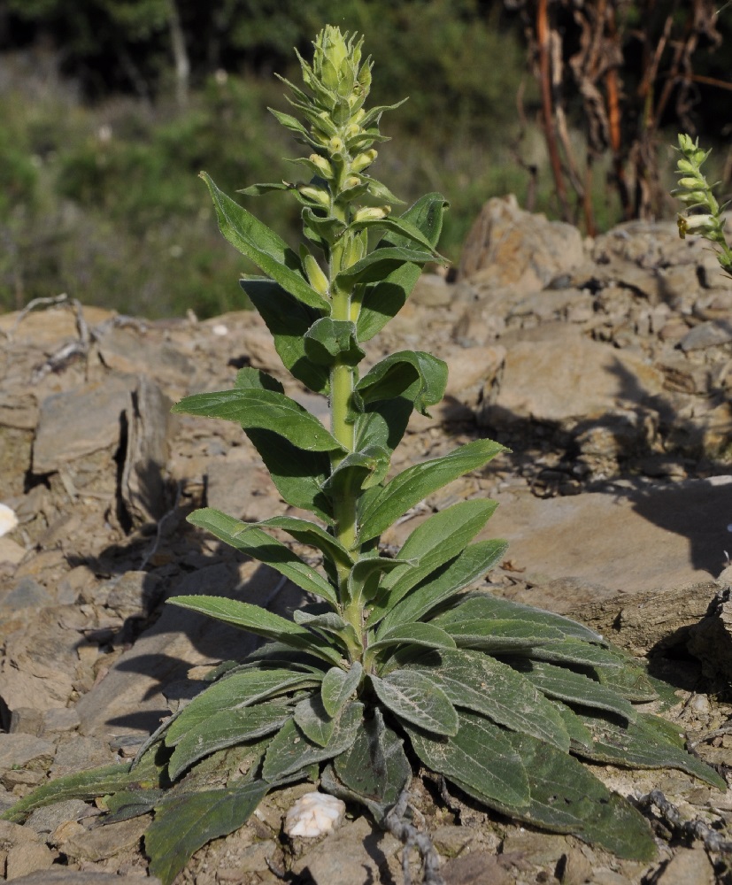 Image of Digitalis viridiflora specimen.