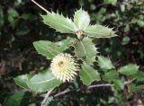 Смотреть изображение Quercus calliprinos