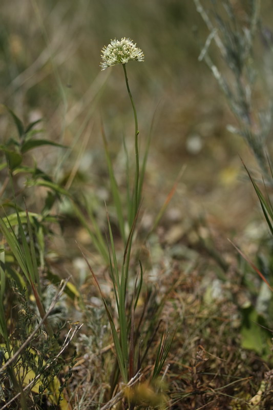 Image of Allium flavescens specimen.