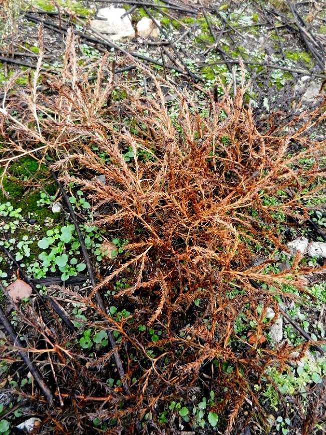 Image of Salsola collina specimen.