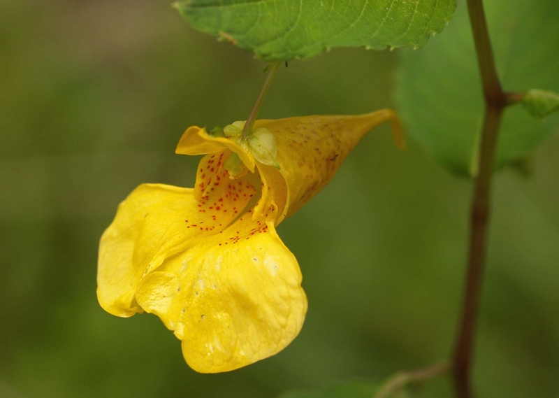 Image of Impatiens noli-tangere specimen.