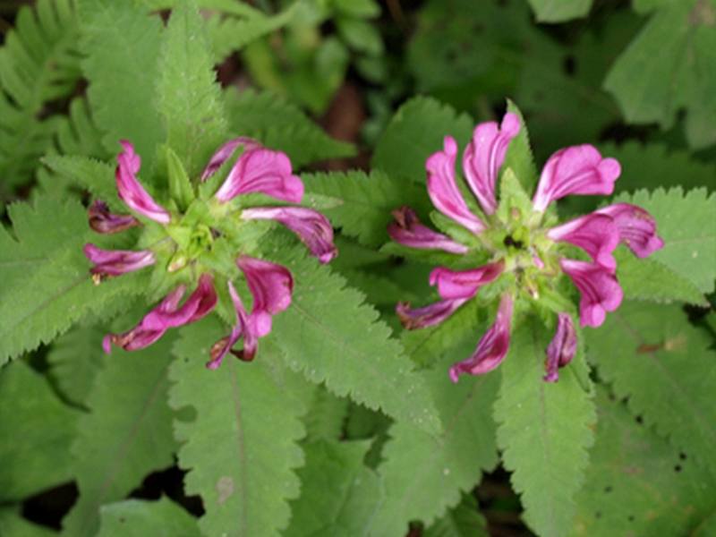 Изображение особи Pedicularis resupinata.