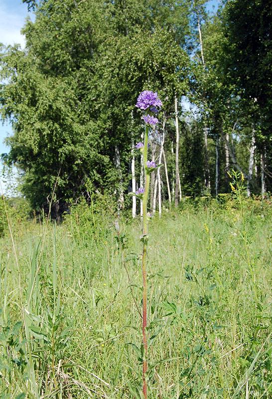 Image of Campanula cervicaria specimen.