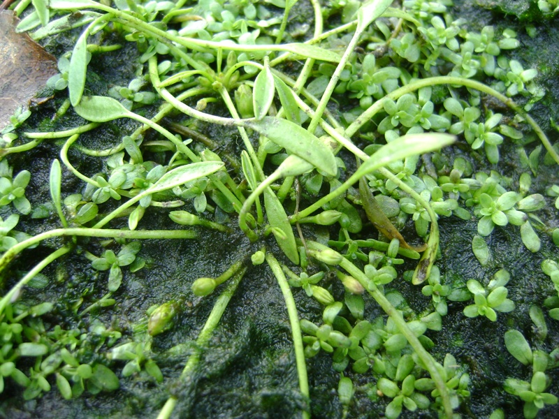 Image of Limosella aquatica specimen.