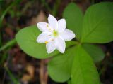 Trientalis europaea