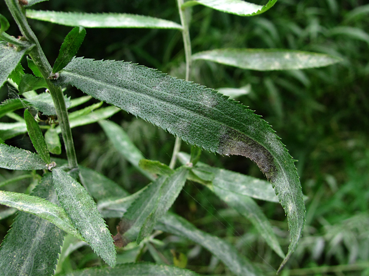 Image of Achillea cartilaginea specimen.