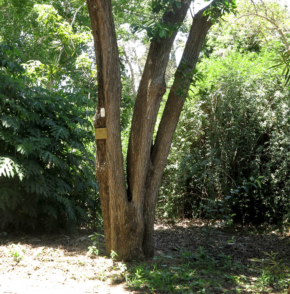 Image of Ehretia tinifolia specimen.