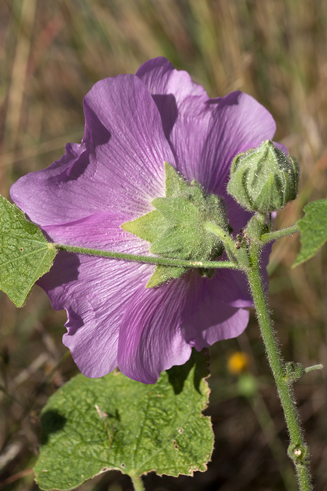 Image of Alcea rosea specimen.