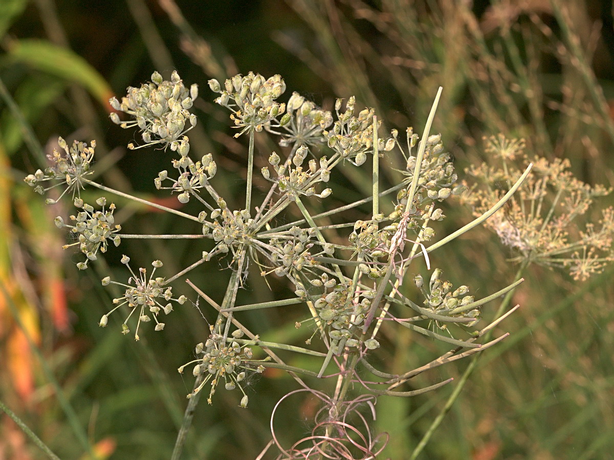 Изображение особи семейство Apiaceae.