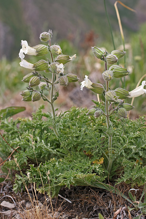 Изображение особи Salvia trautvetteri.