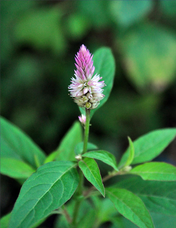 Image of Celosia spicata specimen.