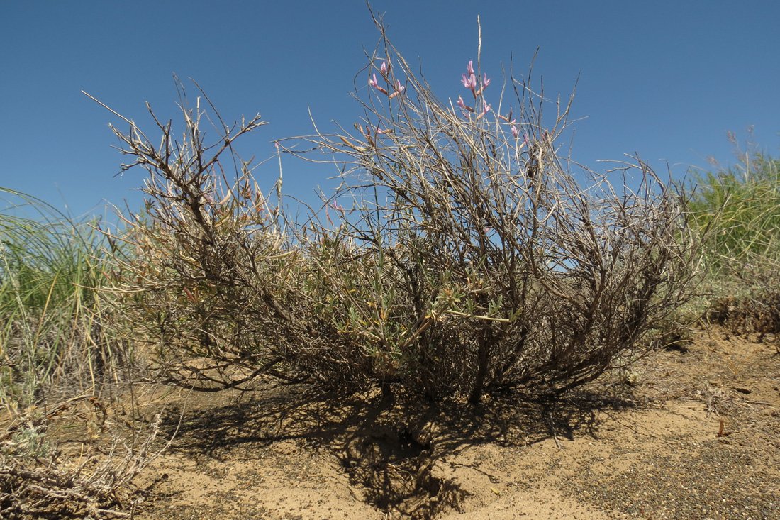 Image of Astragalus polyceras specimen.