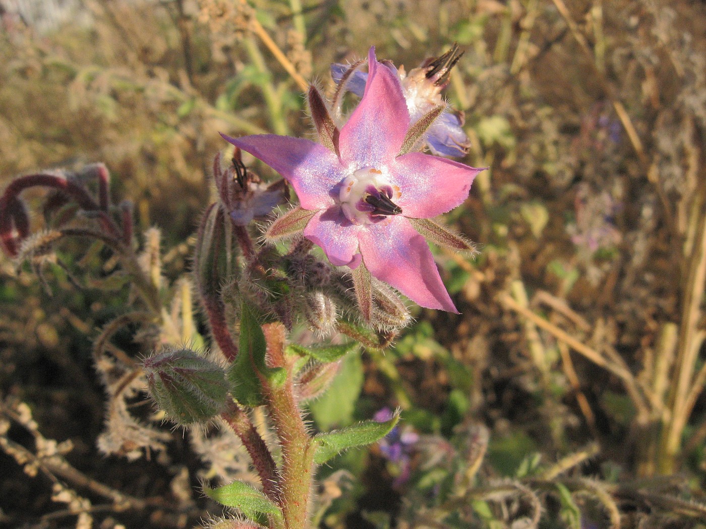 Изображение особи Borago officinalis.