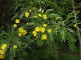 Sonchus canariensis. Побеги с соцветиями. Испания, Канарские о-ва, Гран Канария, окр. населённого пункта Moya, заказник Los Tilos de Moya. 27 февраля 2010 г.